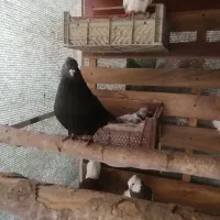 زاغ پرشی|پرنده|فولادشهر, فولادشهر|دیوار