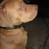 سگ پیتبول|سگ|تهران, خرمشهر|دیوار