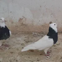 یک جفت طوقی