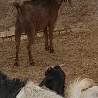 گیسه کهره دار و بز رومایه جوان|حیوانات مزرعه|مرودشت, ده بید|دیوار