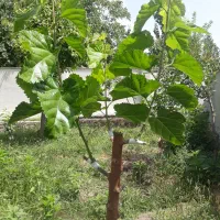 هرس کاری و تمیز کاری باغ|خدمات باغبانی و درختکاری|آبیک, |دیوار