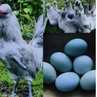 ضد سرطان نازایی و...در گوشت و تخمش گوگل سرچ کن