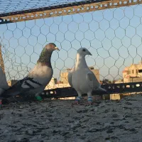 گرفتنی قلدور|پرنده|تربت‌حیدریه, قائم|دیوار