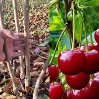 آذر -نهال- سبز|حراج|شیراز, باغ تخت|دیوار