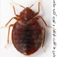 سمپاشی ساس و سوسک ریز سم پاشی با ضمانت یکساله