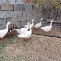 فروش تعدادی خرگوش و غاز|حیوانات مزرعه|میناب, |دیوار