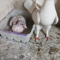 پشت زرد کاکلی|پرنده|اصفهان, تخت فولاد|دیوار