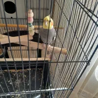 عروس هلندی جفت