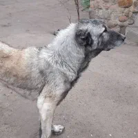 واگذاری سگ سراب واسه طوله کشب