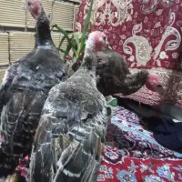 فروش بوقلمون