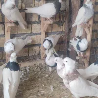 طوقی|پرنده|باغ بهادران, |دیوار