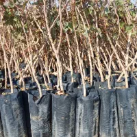 نهال پسته حمید|خدمات باغبانی و درختکاری|مهریز, |دیوار