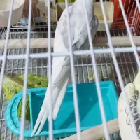 عروس هلندی نر البینو دوکت