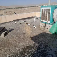 کبوتررنکی کله سفید زاغ سینه ای دمبی طوقی
