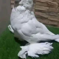 کبوتر زینتی لانگ فیس|پرنده|اصفهان, هفتون|دیوار