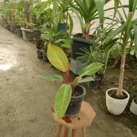 گل فیلودندرون پرتقالی گلدان ۱۷ ارسال رایگان + هدیه|گل و گیاه طبیعی|مشهد, خرم آباد|دیوار