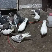 ۲۳عدد کبوتر نر و ماده یجایی