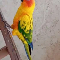 جفت طوطی خورشیدی سخنگو
