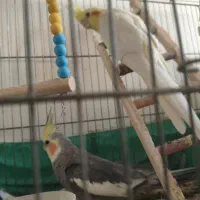 عروس هلندی