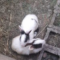 دو عدد خرگوش نروماده جرسی