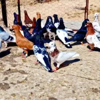 کفتر شهری بهبهانی|پرنده|شیراز, شهرک پرواز|دیوار