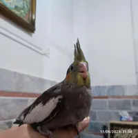 جوجه عروس هلندی|پرنده|زاهدان, |دیوار