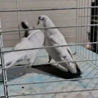 کفتر سرور ۴۰ سانتی سبز دمسفید کله دمسبز جفت|پرنده|تهران, شهرک رضویه|دیوار