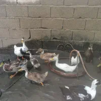 . اردک محلی غاز  ارک اسرائیلی خروس جوجه مرغ