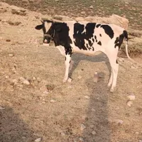 گوساله