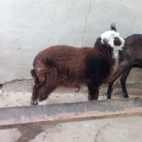 بره ماده|حیوانات مزرعه|هندیجان, |دیوار