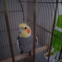 سلام عروس هلندی نر|پرنده|سمنان, |دیوار