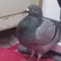 ۱عدد کبوتر|پرنده|شاهین‌شهر, شهرک هشت بهشت|دیوار