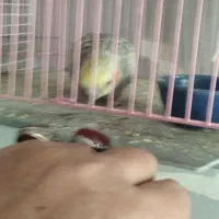 پرنده