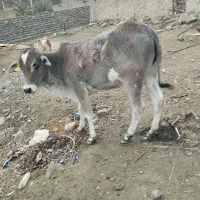 گوسفند معامله با گاو ماده