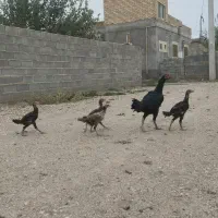 مرغ جوجه لاری