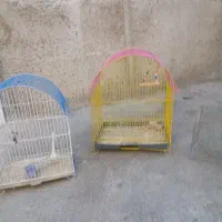 تخم قناری نطفه دار یا جوجه قناری
