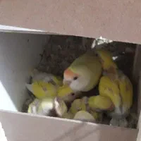 دوجفت برزیلی مولد با جوجه هاشون