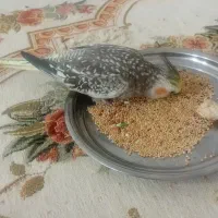 فروش عروس هلندی،ماده دستی