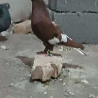 کفتر|پرنده|نصر آباد, |دیوار