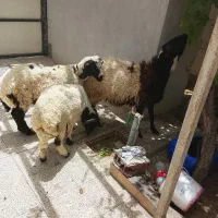 بره نر|حیوانات مزرعه|چاه داد خدا, |دیوار