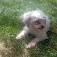 سگ شیتزو تریر