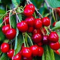 اغاز پیشفروش نهال گیلاس رژینا|خدمات باغبانی و درختکاری|دورود, |دیوار