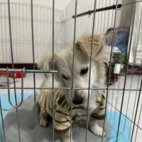 پامر اشپیتز میکس ۸ماهه نر|سگ|شهریار, شهرک شاهد|دیوار