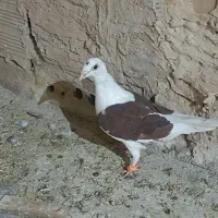 گراف|پرنده|تربت جام, میان جام|دیوار