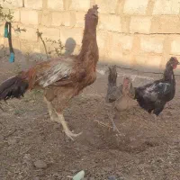 مرغ و خروس نقد. یا معاوضه با کره