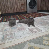 واگذاری گربه نر و ماده اسکاتیش بلو