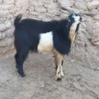 پازن چاق چاق درجه یک