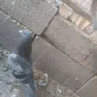 جفت بدرنگ نره ماده