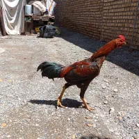 خروس لاری 7ماه