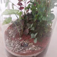 جنگل مینیمال شیشه ای|گل و گیاه طبیعی|پاکدشت, شهرک انقلاب|دیوار